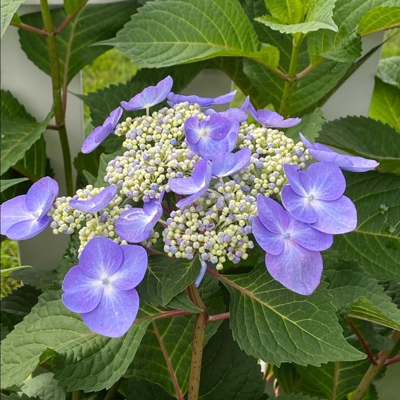 Thanks for sharing in advance💞 - Picture 5 of 7